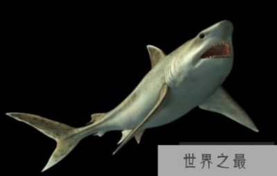 ​世界上最小的鲨鱼，体长不足20厘米