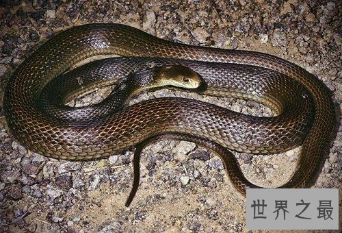 太攀蛇毒性怎么样？揭秘世界上最毒的蛇！