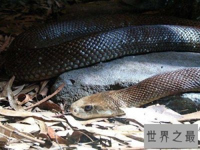 ​太攀蛇毒性怎么样？揭秘世界上最毒的蛇！