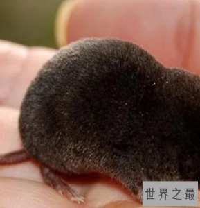 ​世界上最小的哺乳动物排行榜，世界上最小的哺乳动物哪个最小？