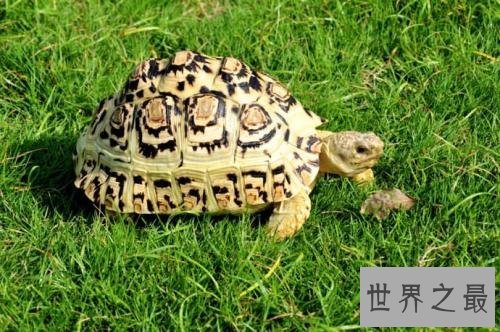 豹纹陆龟饲养小贴士，你都了解多少呢？