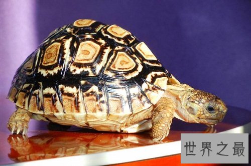 豹纹陆龟饲养小贴士，你都了解多少呢？