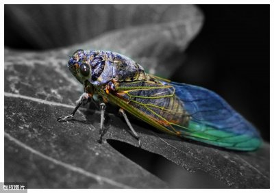 ​知了猴的营养价值 吃知了猴，有什么危害？