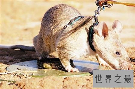 世界上最大的老鼠 身体很大确是“英雄”