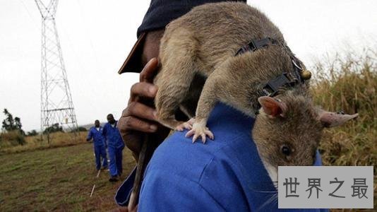 世界上最大的老鼠 身体很大确是“英雄”