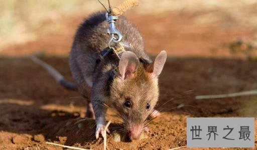 世界上最大的老鼠 身体很大确是“英雄”