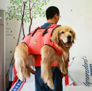 ​狗狗临终前4个明显征兆，说明时日无多了