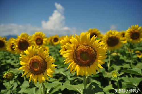种适合送给老师的花，推荐！"