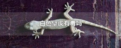 ​白色壁虎有毒吗图片 纯白色的壁虎有毒吗