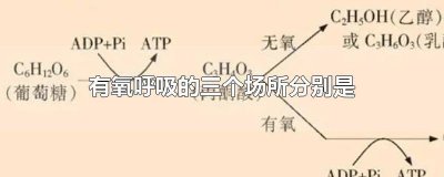 ​有氧呼吸三个阶段的场所 有氧呼吸的主要场所是什么