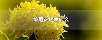 ​皱菊的寓意和花语 菊花什么了什么