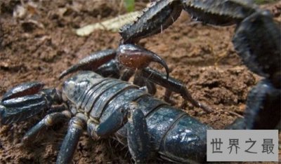 ​世界上最大的蝎子，非洲帝王蝎均长40厘米（分泌的毒液能救人）