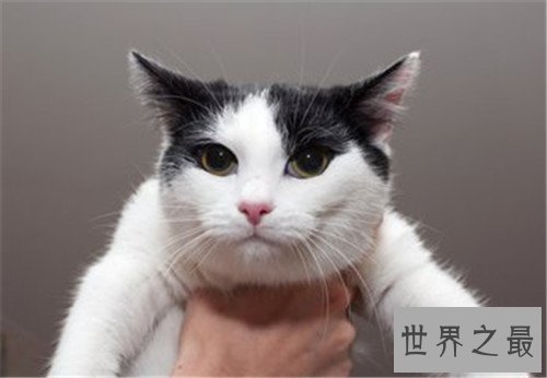 世界十大宠物猫排名，萌化你的少女心