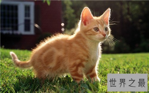 世界十大宠物猫排名，萌化你的少女心