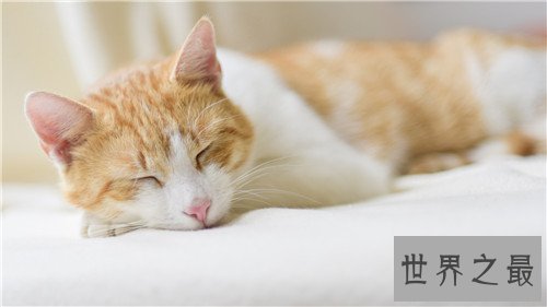 世界十大宠物猫排名，萌化你的少女心