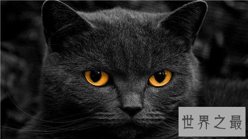 世界十大宠物猫排名，萌化你的少女心