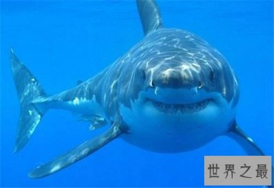 ​世界上最恐怖的动物，最恐怖的动物原来一直都在我们身边！