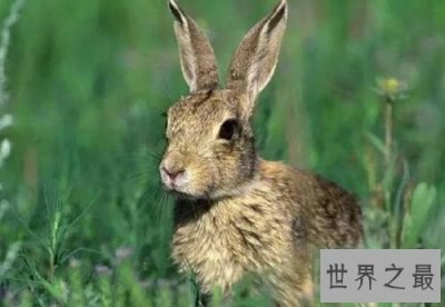 ​世界上最受欢迎的十大兔子品种，小兔竟然也是一个品种！
