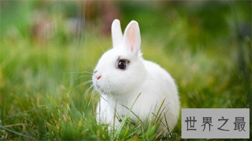 世界上最受欢迎的十大兔子品种，小兔竟然也是一个品种！