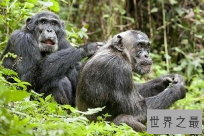 ​十种世界上最聪明的动物，边境牧羊犬排名第三!