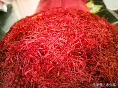 ​藏红花男人喝了壮阳吗(藏红花享有三个世界之最)