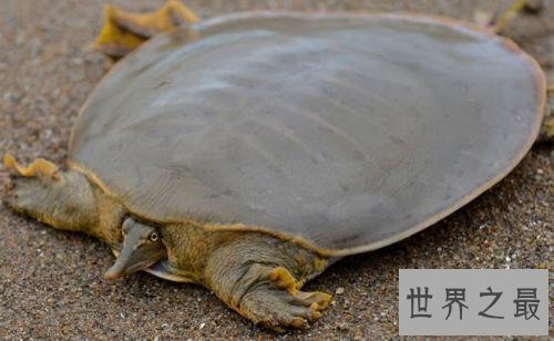 世界上最凶的乌龟，第一能咬碎猎物头骨！