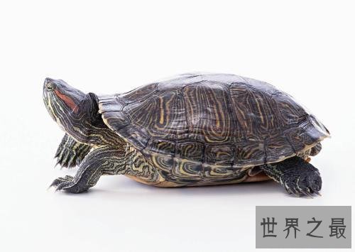 世界上最凶的乌龟，第一能咬碎猎物头骨！
