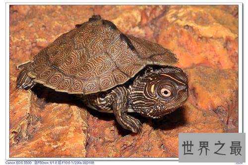 世界上最凶的乌龟，第一能咬碎猎物头骨！