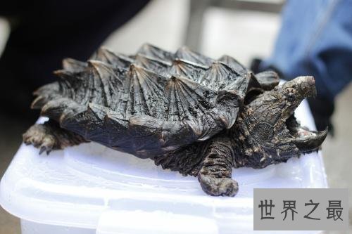 世界上最凶的乌龟，第一能咬碎猎物头骨！