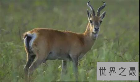 中国十大濒危动物盘点，你知道哪几个？