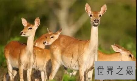 中国十大濒危动物盘点，你知道哪几个？