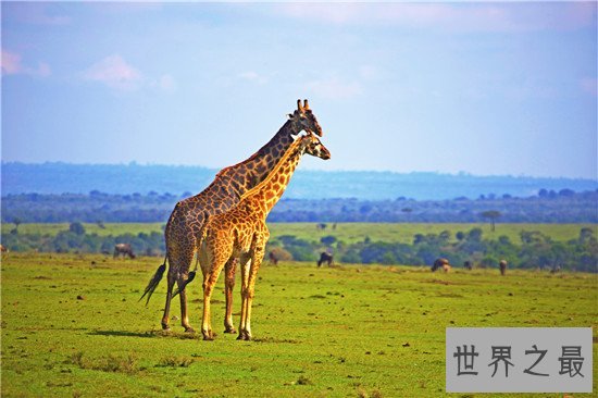妊娠期最长的十大动物,第一的孕期竟然有22个月