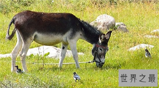 妊娠期最长的十大动物,第一的孕期竟然有22个月