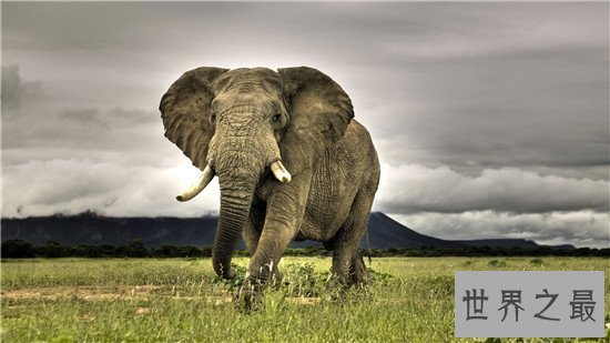 妊娠期最长的十大动物,第一的孕期竟然有22个月