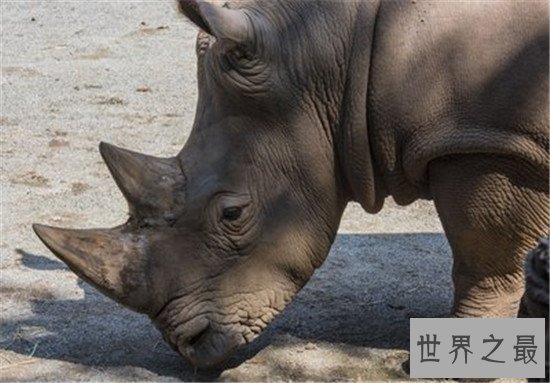 妊娠期最长的十大动物,第一的孕期竟然有22个月