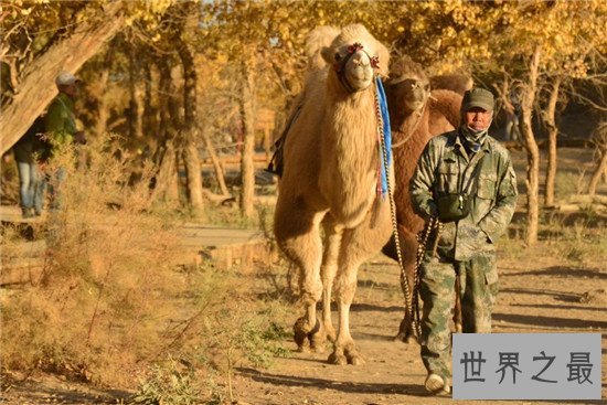 妊娠期最长的十大动物,第一的孕期竟然有22个月