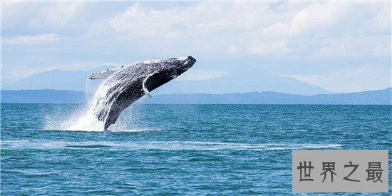 妊娠期最长的十大动物,第一的孕期竟然有22个月