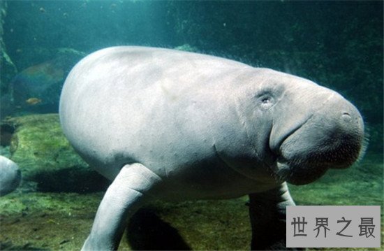 妊娠期最长的十大动物,第一的孕期竟然有22个月