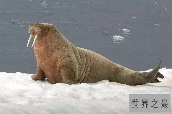 妊娠期最长的十大动物,第一的孕期竟然有22个月