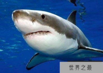 ​世界上最危险的动物排名，绝对不能招惹