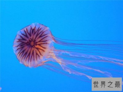 ​世界十大最美水母，盘点世界最美的海洋精灵！