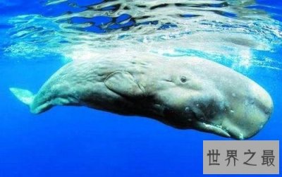 ​世界十大最聪明的动物小偷，海里的鲸鱼竟然也是小偷！