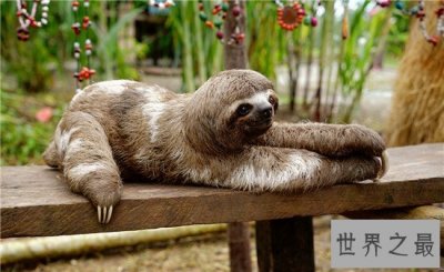​世界上十大最慢的动物，一分钟走4米的动物见过没有？