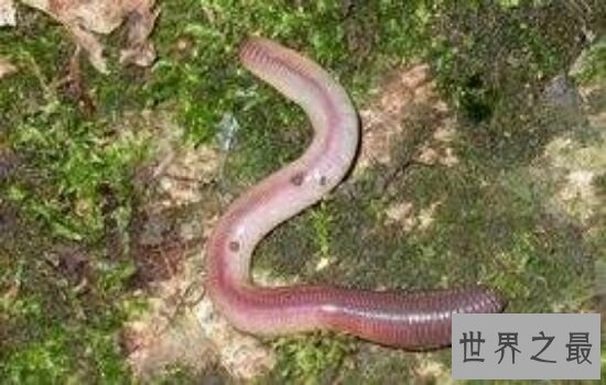 世界上最长的蚯蚓,看着它后背都有点发凉。