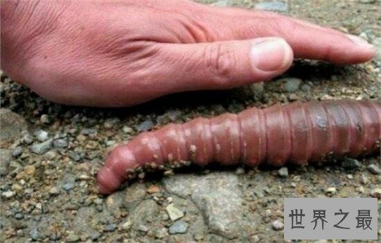世界上最长的蚯蚓,看着它后背都有点发凉。