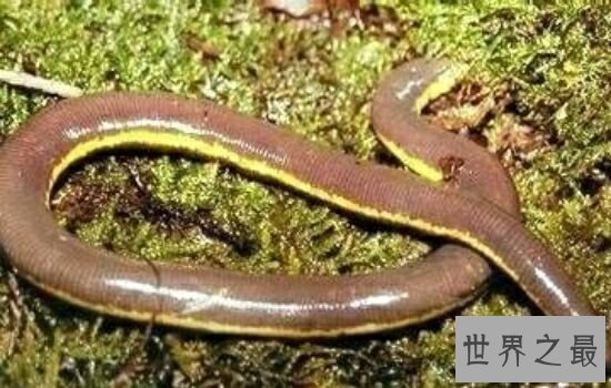 世界上最长的蚯蚓,看着它后背都有点发凉。