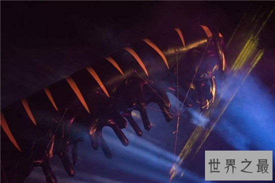 巨型马陆间隔八十年再次被发现,一种远古时代的生物