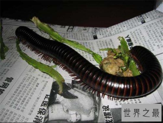 巨型马陆间隔八十年再次被发现,一种远古时代的生物