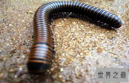 巨型马陆间隔八十年再次被发现,一种远古时代的生物