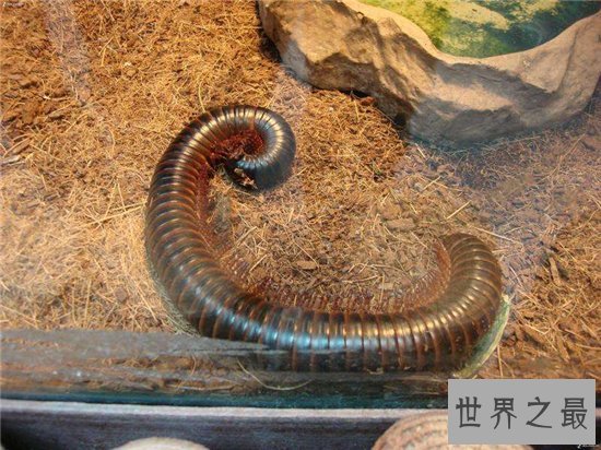 巨型马陆间隔八十年再次被发现,一种远古时代的生物